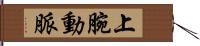 上腕動脈 Hand Scroll