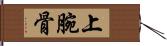 上腕骨 Hand Scroll