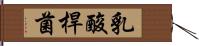 乳酸桿菌 Hand Scroll