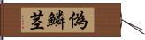 偽鱗茎 Hand Scroll