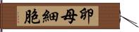 卵母細胞 Hand Scroll