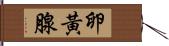 卵黃腺 Hand Scroll