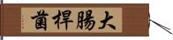 大腸桿菌 Hand Scroll