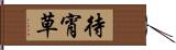 待宵草 Hand Scroll