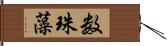 数珠藻 Hand Scroll