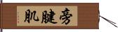 旁腱肌 Hand Scroll