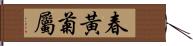 春黃菊屬 Hand Scroll