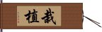 栽植 Hand Scroll
