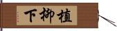 植柳下 Hand Scroll