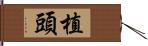 植頭 Hand Scroll