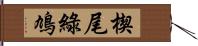 楔尾綠鳩 Hand Scroll