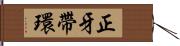 正牙帶環 Hand Scroll