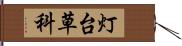 灯台草科 Hand Scroll