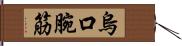 烏口腕筋 Hand Scroll