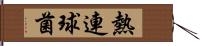 熱連球菌 Hand Scroll