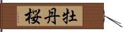 牡丹桜 Hand Scroll