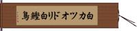 白カツオドリ Hand Scroll