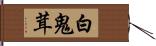 白鬼茸 Hand Scroll