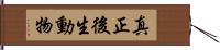 真正後生動物 Hand Scroll