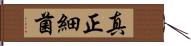 真正細菌 Hand Scroll