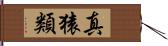 真猿類 Hand Scroll