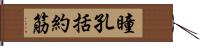 瞳孔括約筋 Hand Scroll