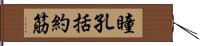 瞳孔括約筋 Hand Scroll