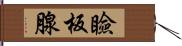 瞼板腺 Hand Scroll