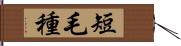 短毛種 Hand Scroll