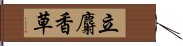 立麝香草 Hand Scroll