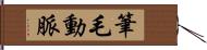 筆毛動脈 Hand Scroll