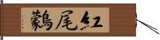 紅尾鸏 Hand Scroll