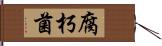 腐朽菌 Hand Scroll