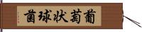 葡萄状球菌 Hand Scroll