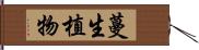 蔓生植物 Hand Scroll