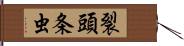 裂頭条虫 Hand Scroll