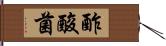 酢酸菌 Hand Scroll