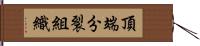 頂端分裂組織 Hand Scroll