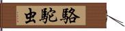 駱駝虫 Hand Scroll