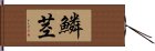 鱗茎 Hand Scroll