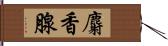 麝香腺 Hand Scroll