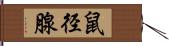 鼠径腺 Hand Scroll