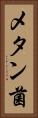 メタン菌 Vertical Portrait