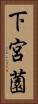 下宮薗 Vertical Portrait