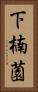 下楠薗 Vertical Portrait