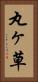丸ヶ草 Vertical Portrait