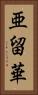 亜留華 Vertical Portrait