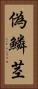 偽鱗茎 Vertical Portrait