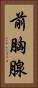 前胸腺 Vertical Portrait