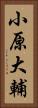 小原大輔 Vertical Portrait